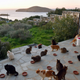 Imagen para el artículo titulado Esta paradisíaca isla griega ofrece sueldo y casa con vistas al mar a cambio de cuidar a 55 gatos